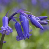 Gently Nodding Blue