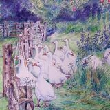White geese, red apples