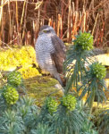 Sparrowhawk