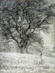Oak Tree in a Snow Storm