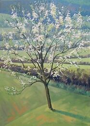 Pear Tree in Spring.