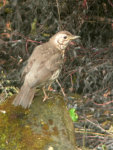 Songthrush
