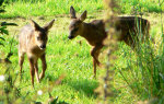 Fawns