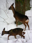 Deer in the snow