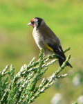 Goldfinch