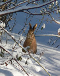 Hare in the snow