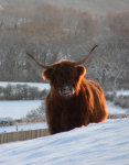 Highland cattle