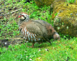 Partridge