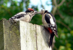 woodpeckers
