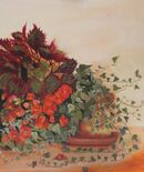 Coleus, begonia and ivy