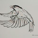 Drawing in ink