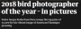 Bird Photographer of the year 2018