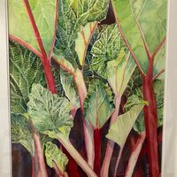 196 Rhubarb Watercolour