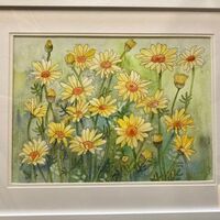 198 Daisies Watercolour