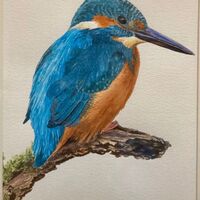 203 Kingfisher Watercolour