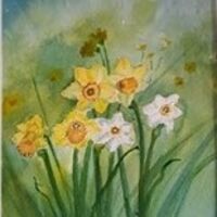 Springtime daffs