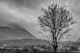 Rain Swept Tree