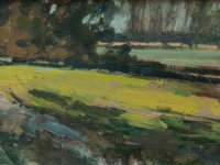 Field with Sunlight