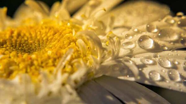 Daisy