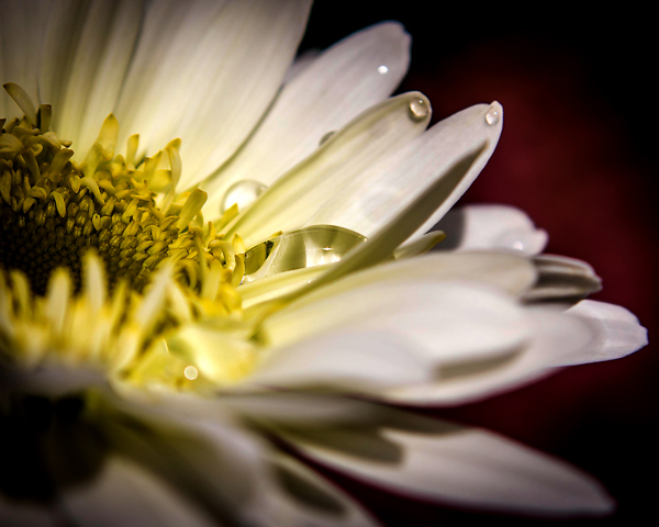 Daisy