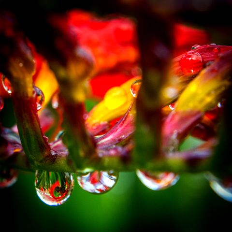 Montbretia