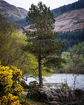 tree in rock