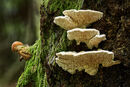 Gilled Polypore and Honey Fungus