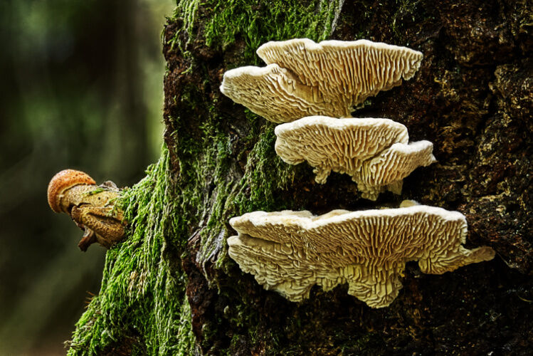 Gilled Polypores and Honey Fungus