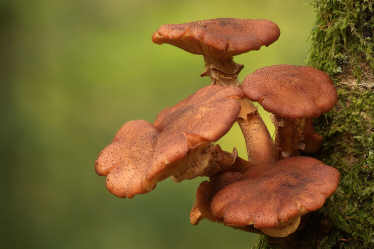 Honey Fungus on Beech