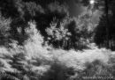 Infrared Landscapes