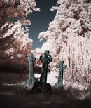 Sentinels at Sunset