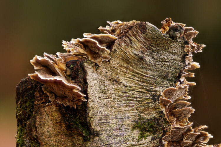 Turkeytail Fungus Cascade