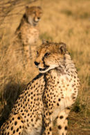 Cheetas