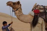 Camel Master and Student