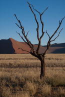 Namibian Tree