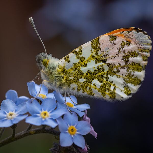 Colour Prints - Malcolm Farrow