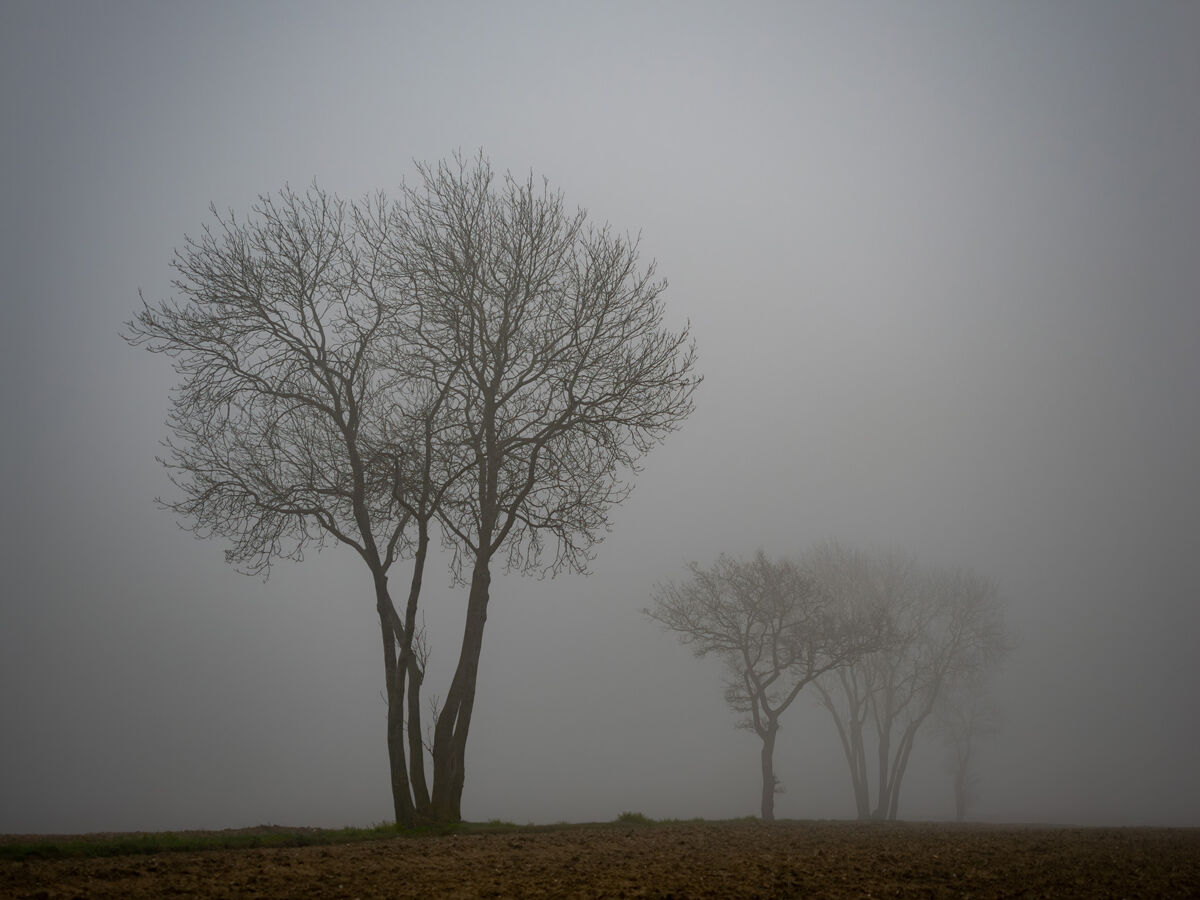 Ash Trees in the Mist