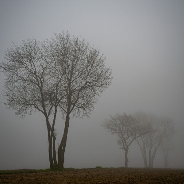 Ash Trees in the Mist
