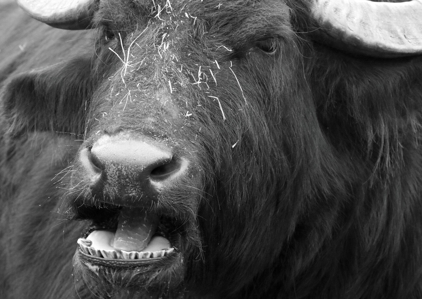 Buffaloed