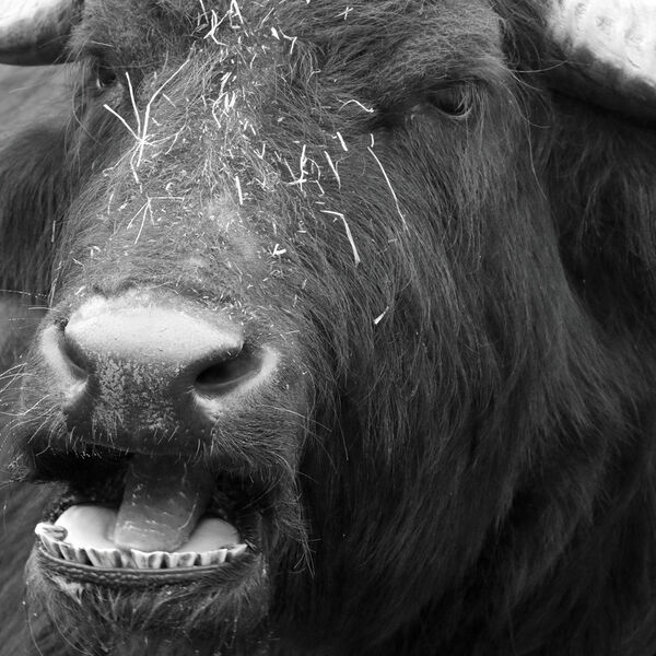 Buffaloed