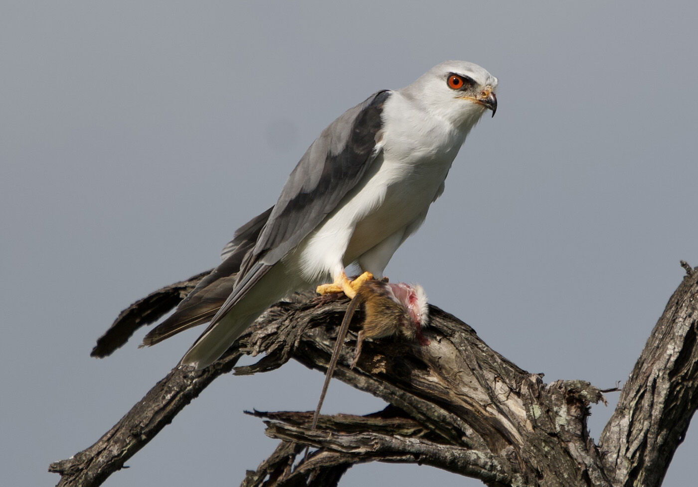 Black Shouldered Kite