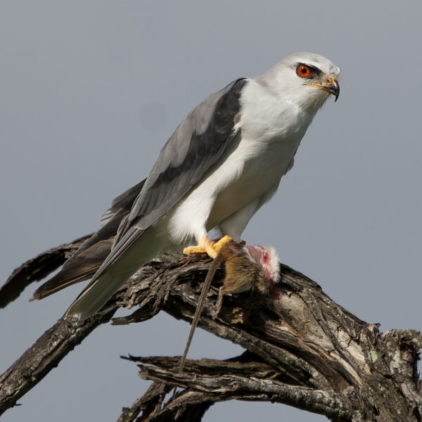 Black Shouldered Kite