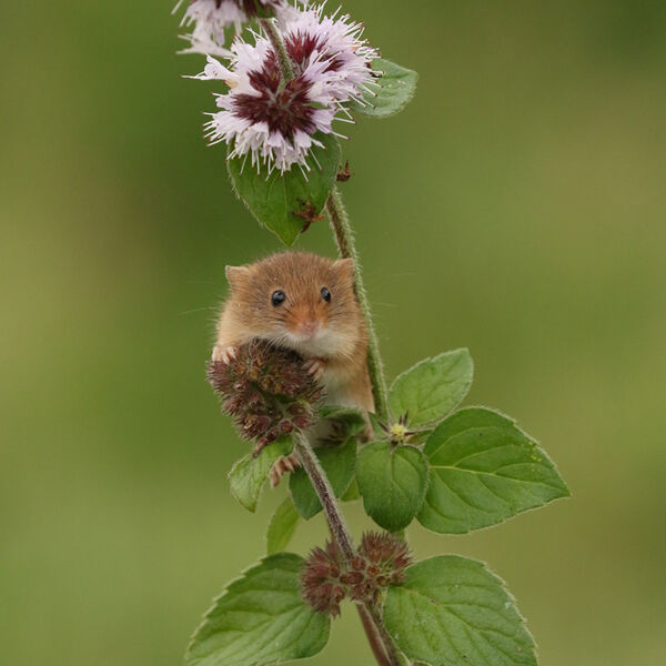 Harvest Mouse on Water Mint