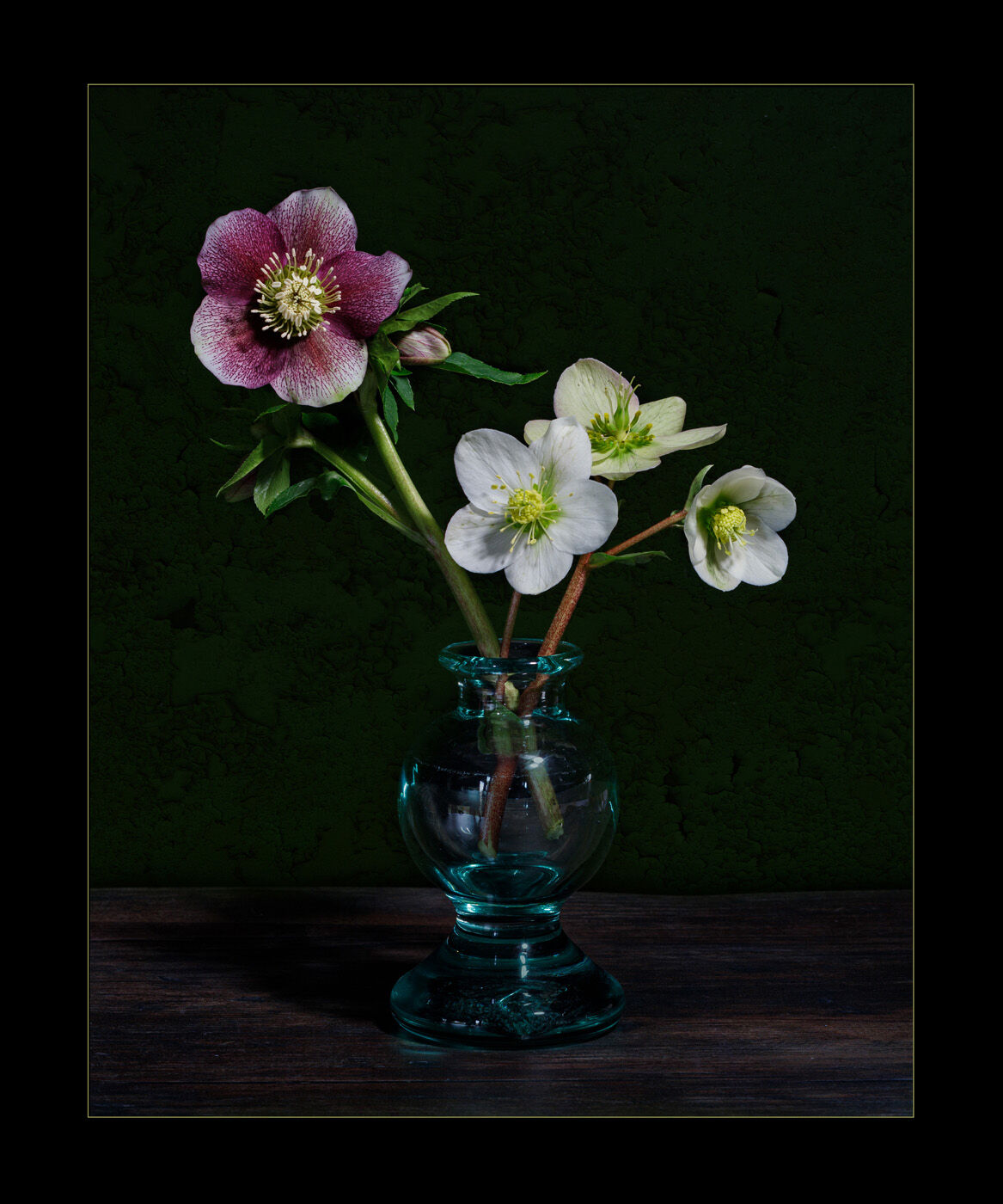 Hellebores