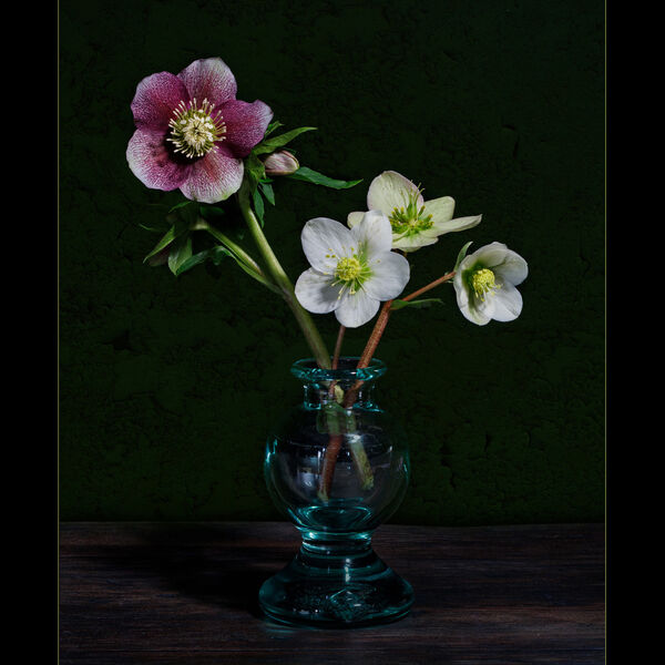 Hellebores
