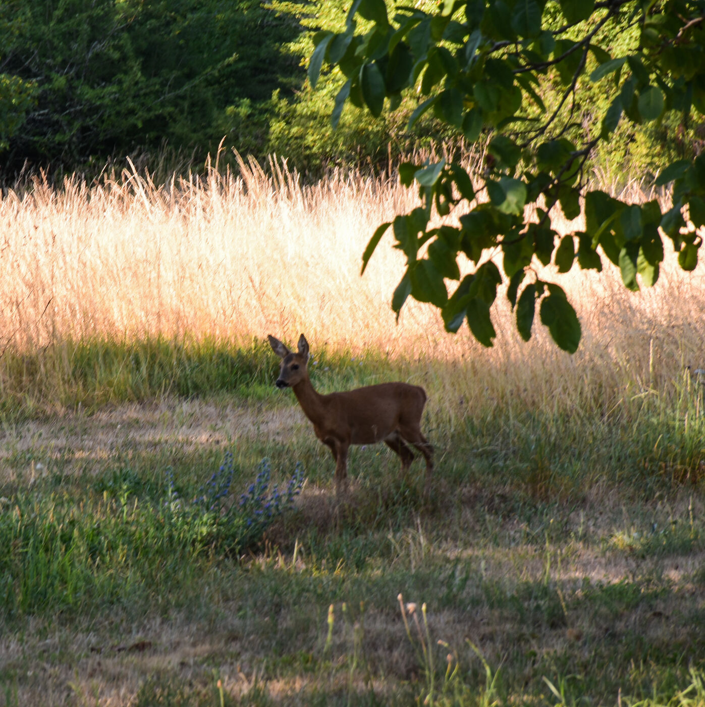 Little Deer in France
