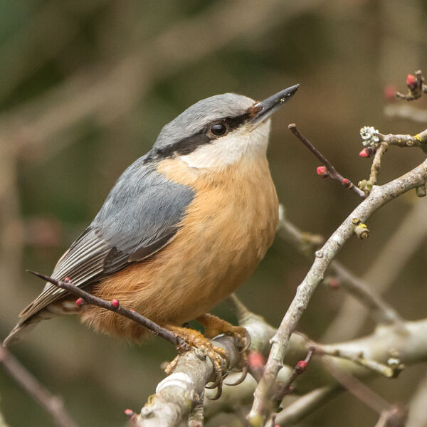 Nuthatch