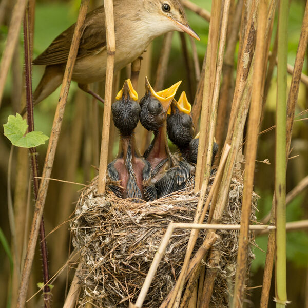 Reed Warbler