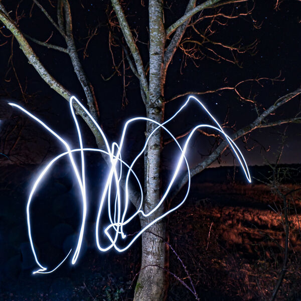 Silver Birch Light Painting
