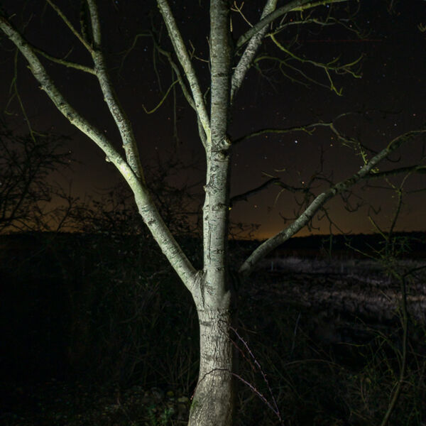 Siver Birch - Light Painting